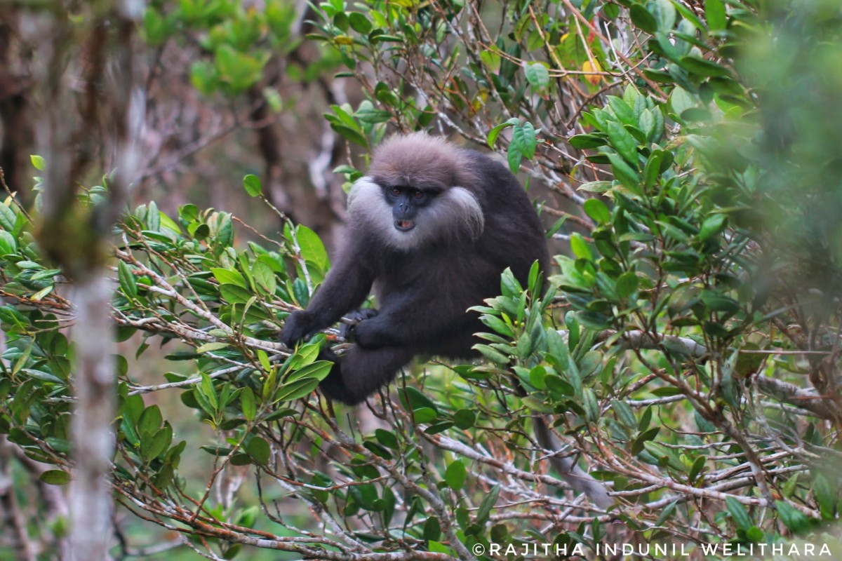 Semnopithecus vetulus Erxleben,1777